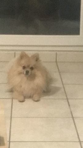 Perte sous poils spitz