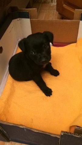 Race chien