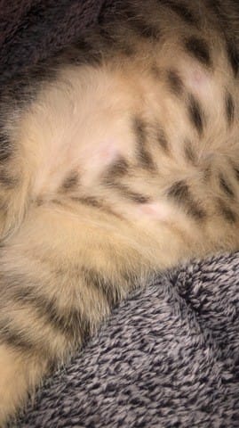 Petits boutons sur le torse de mon chat de 4 mois