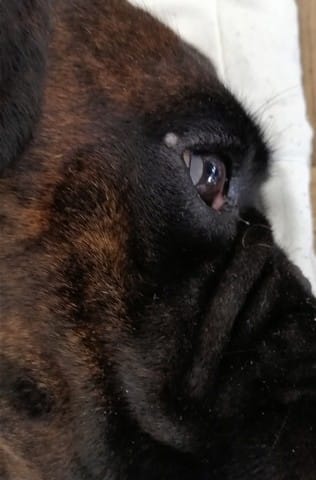 Bouton près de l'œil