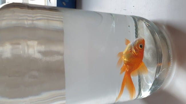 Mon poisson rouge (voile de Chine) a un problème de vessie natatoire