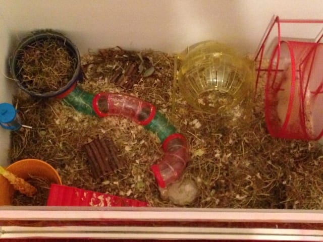 Avis nouvelle cage