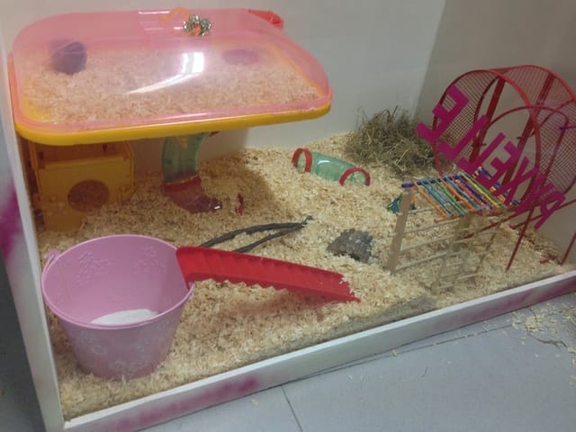 Nouvelle cage