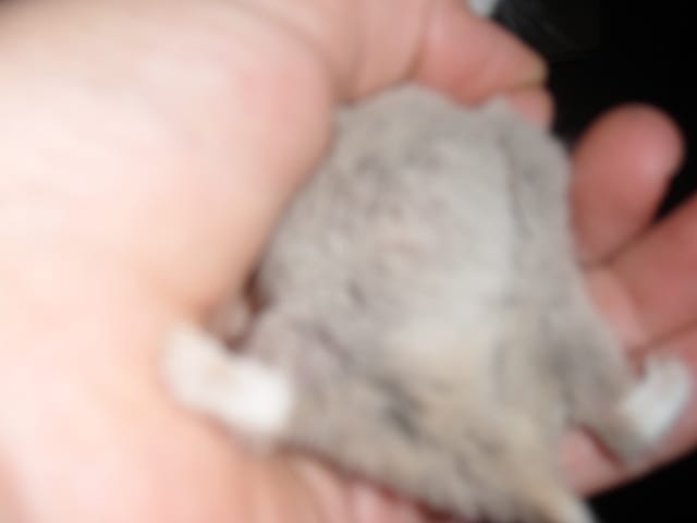 Combien de temps dure la gestion d'un hamster russe ?