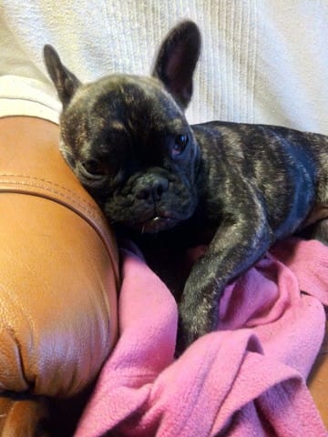 Ma bouledogue français