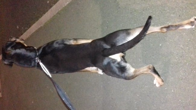 Par curiosité , quelqu'un aurait t-il un chien ressemblent au mien ?