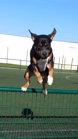Des chien sauteur par ici les wamizien ?