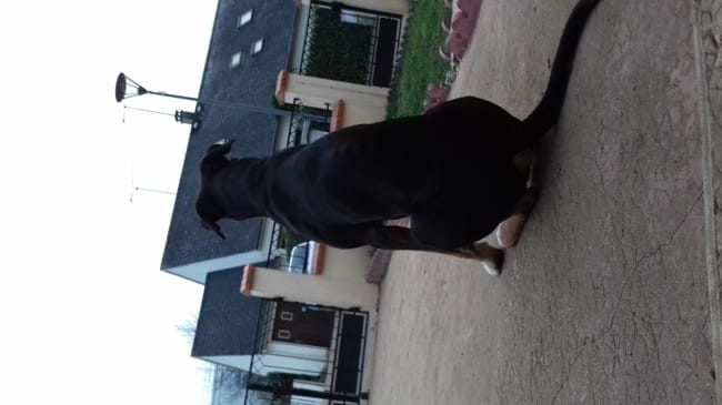 HELP , on as voulue me voler mon chien 😦