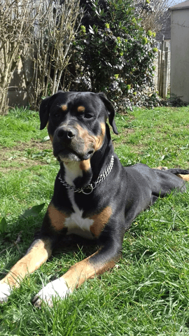 Mon chien est très agressif avec les chiens qu'il ne connaît pas il devient incontrôlable