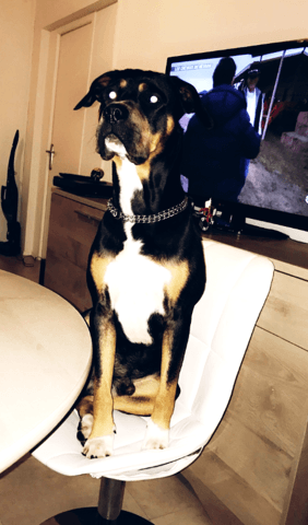 Mon chien ne prend pas de poids depuis 2 mois , il est en pleine croissance ..