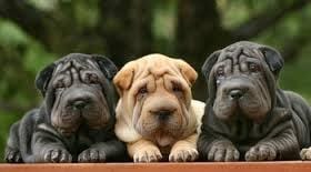 Vous avez des questions sur vos animaux ?