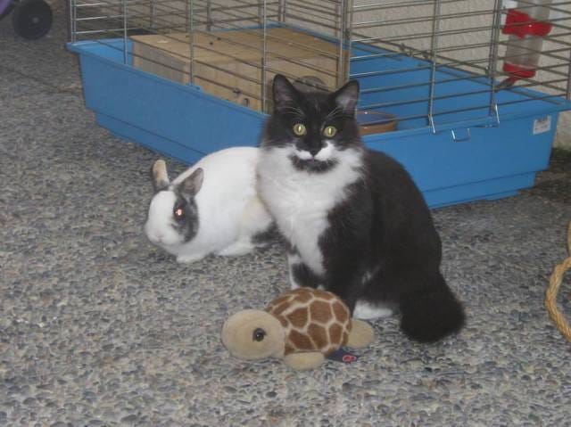 cherche chat :,( URGENT