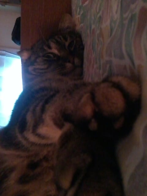 Quizz ! ("EDUCATIF")