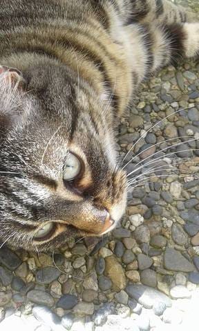 Mon chat ne joue jamais!