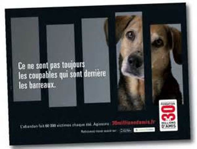 Vos animaux adoptés en s.p.a...