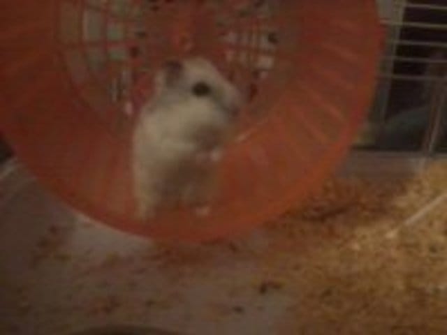 Comment couper les ongles de mon hamster?
