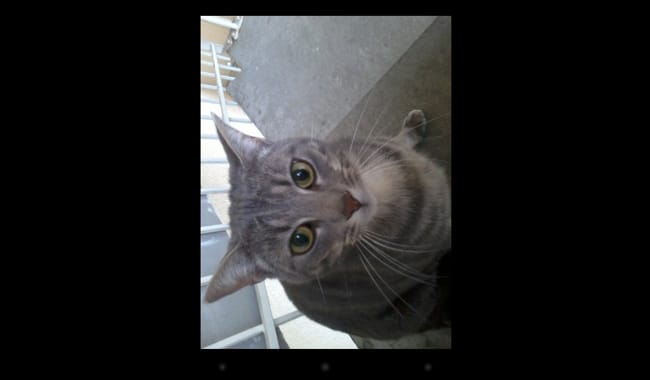 Chat mal-nourrit ou chat malade ?