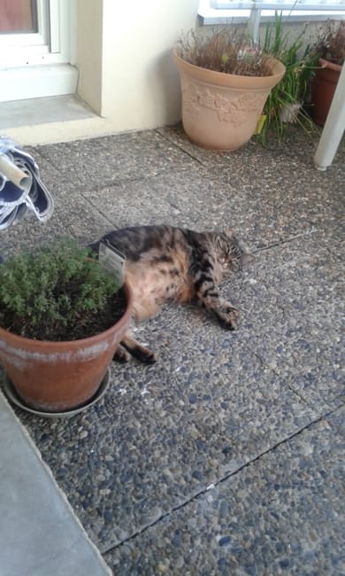 Perte de poil chez ma chatte, comment diminuer?