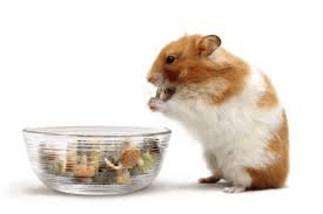 Donne-t-on trop ou pas assez à manger à mon hamster?
