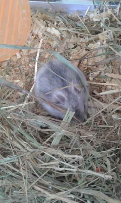 Hamster qui s'est cassé la patte...