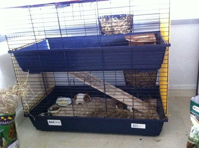 Nouvelle cage pour mes cochons d'inde