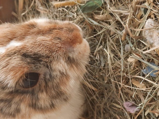 Mes lapins sont ils Malade? lapin nain perte de poil