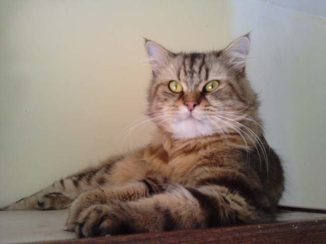 Comportement de mon chat mâle de 1 an après l'acquisition d'une petite femelle de 3 mois