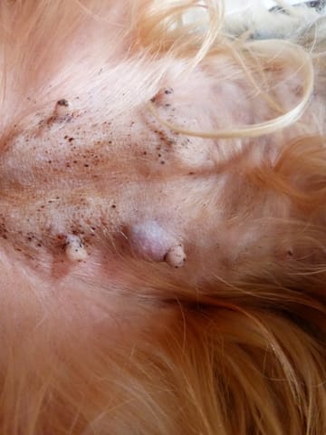 ma chienne a une boule sous son téton