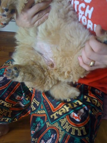 Besoin d'aide, sexe de chiot chow chow..