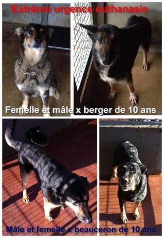 Extrême urgence euthanasie 4 chiens le 31 décembre - Bretagne (35)