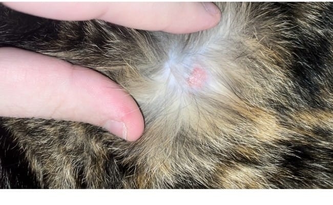 Avez déjà vu cela ?