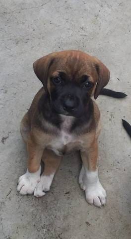 Quel est la race de mon chiot