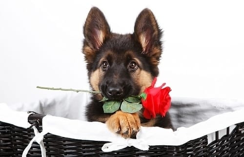 Besoin de conseil pour mon futur chiot