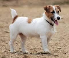 j'ai besoin de savoir un peu plus sur le jack russell terrier