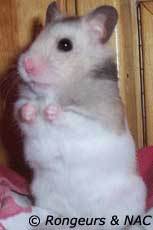 hamster Russe ou Syrien?