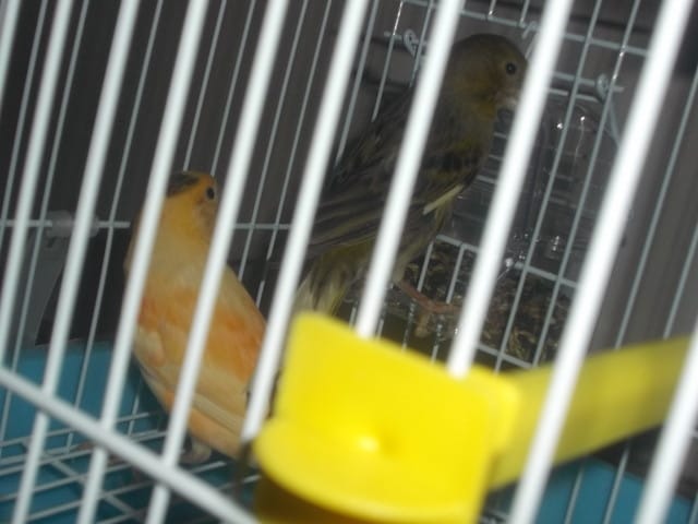 Je vous présente: Kenzo et Kiwi