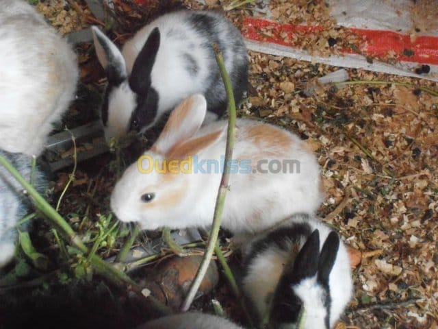 Hamster ou Lapin??Help!!