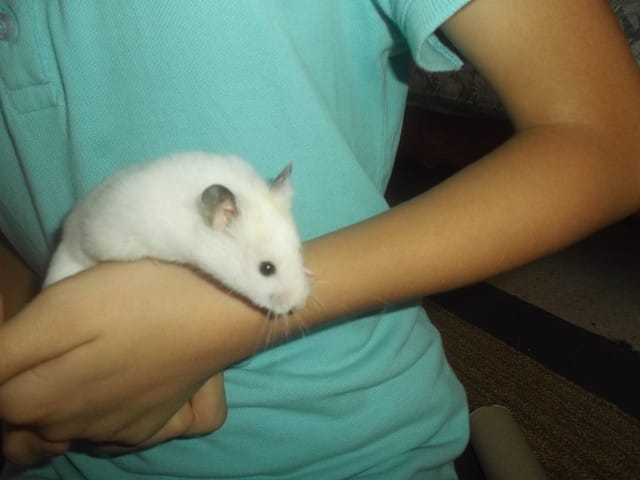 Prenom pour mon nouveau petit hamster