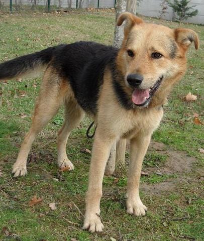 adopter les chiens de mon village