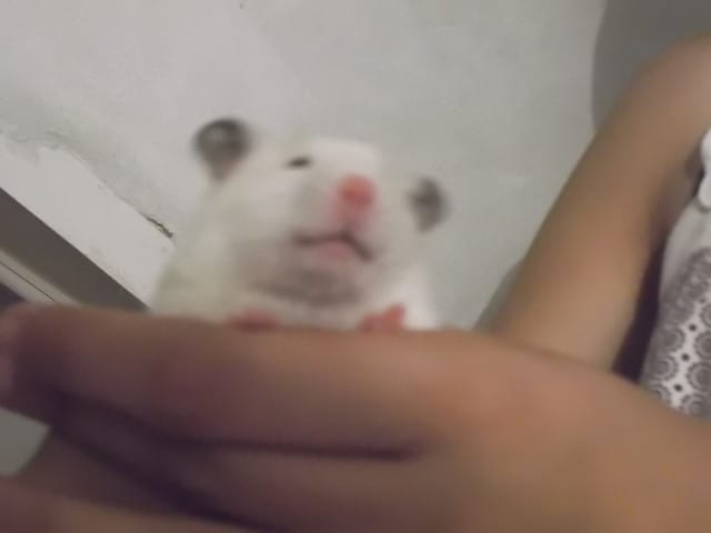 La cage de mon hamster