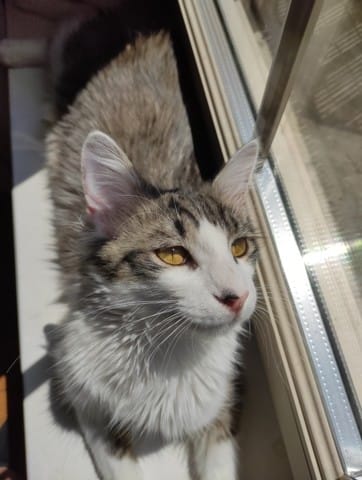 Quelle est la race de mon chat