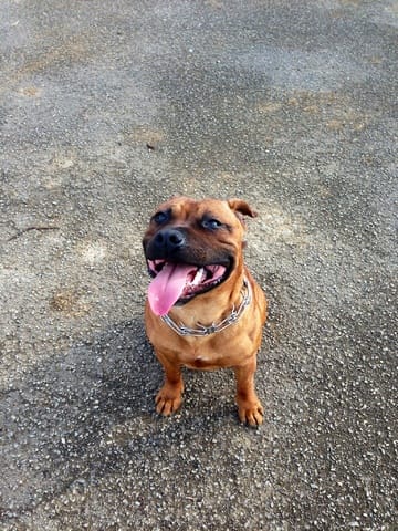 Chien trop petit pour son âge  