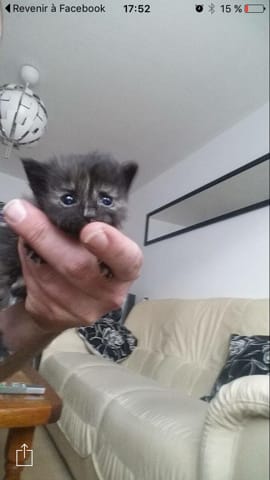 Poils longs ou courts chaton