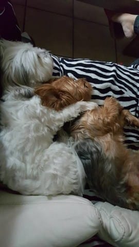 Quelle vie de chien