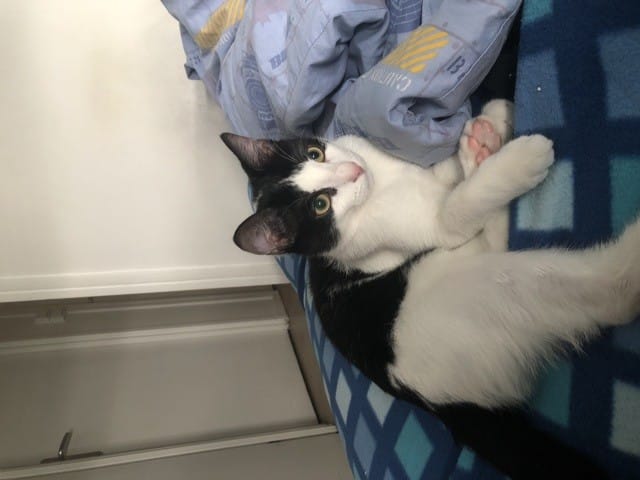 JE NE SAIS PAS LA RACE DE MON CHAT