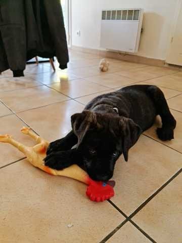 De quel croisement est issu mon chiot ?