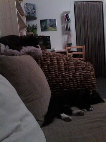 Soucis Cohabitation / comportement 3 chats