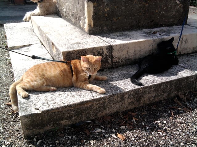 fellifriend