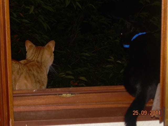 Des nouvelles de mes chats Caramel et Garou