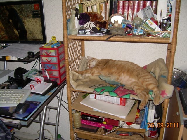 la meilleure place de vos chats